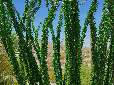 Super-lush ocotillo foliage!
