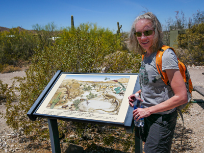 Learning about the Sonoran Desert (while being photobombed by a friendly Saguaro waving in the background!)