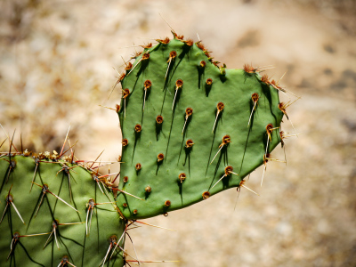 We love you too, prickly pear!