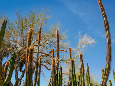 There's even a nice cluster of senita cactus! (Pachycereus schottii)