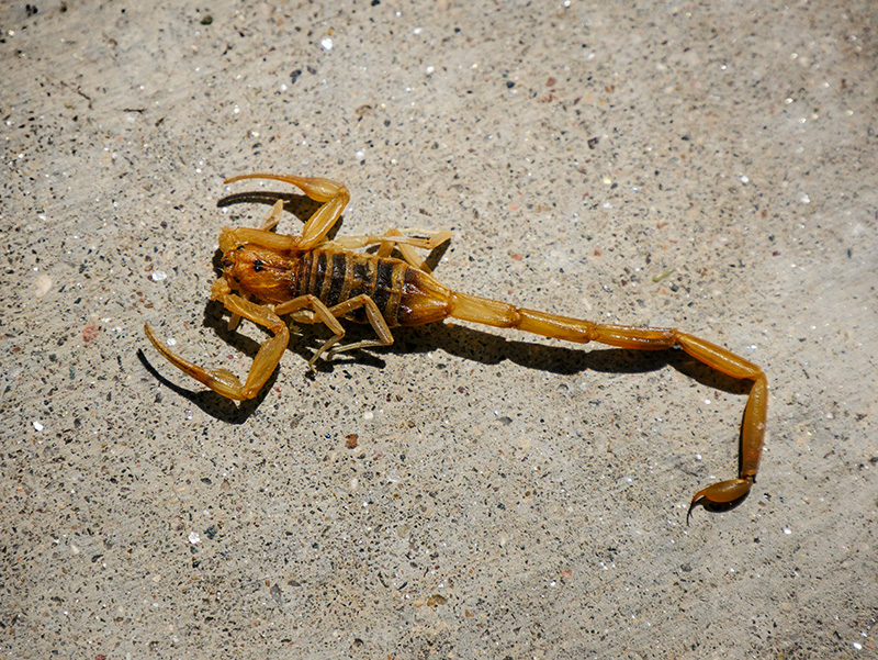 This is the infamous scorpion that stung Rich!!!