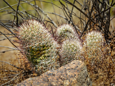 Mammillaria grahamii—you have to look carefully to spot these little guys!
