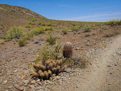 A natural cactus garden: an assortment of hedgehog, cholla and barrel!