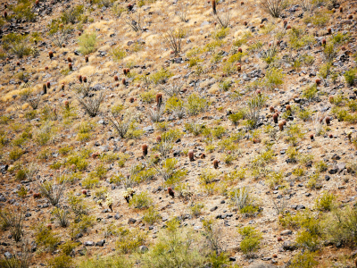 Red spined Ferocacti dot the hillside