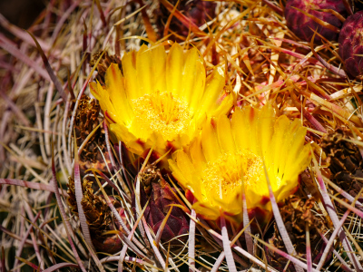 Ferocactus in bloom!