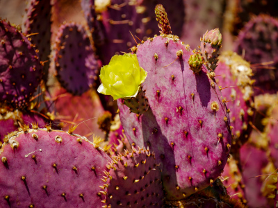 Santa Rita Prickly Pear, featuring purple pads with lemon yellow flowers