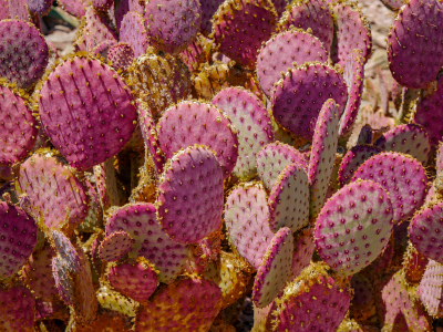 A large cluster of purple prickly pears!