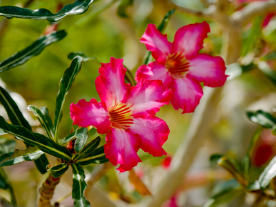 Adenium (Desert Rose) in bloom