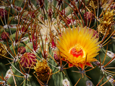 Long-spined Ferocactus with yellow-orange flowers