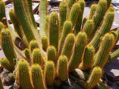 Golden-spined cluster of Trichocereus