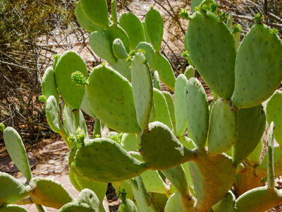 Smooth Opuntia pads showing new growth