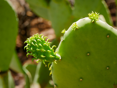 New growth, close up