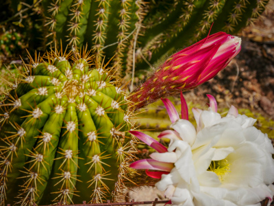 Echinopsis in bud and stunning bloom