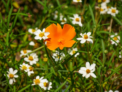 Meadow wildflowers
