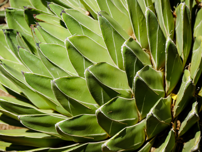 Queen Victoria agave