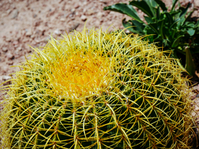 The iconic Golden Barrel cactus!