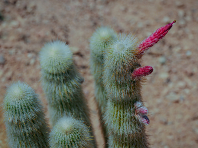 Cleistocactus fruits and buds