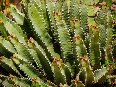Euphorbia resinifera