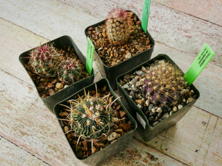 Four cacti purchased at B&B Cactus Farm!