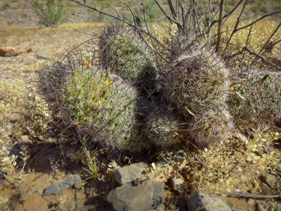 Arizona fishhook cactus (Mammillaria grahamii) in habitat!