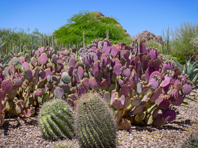 Layers of colorful desert dwellers