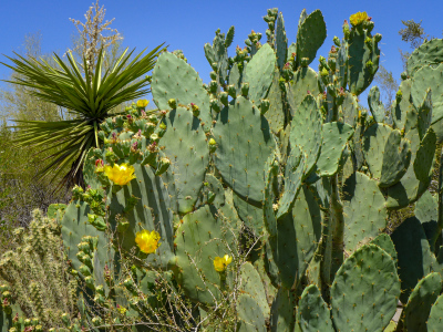 Rugged assortment: prickly pear, cholla and yucca