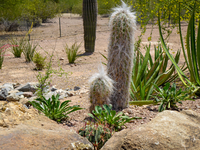 A Ferocactus peeks out at two Oreocereus, and a Saguaro stands guard in the background.