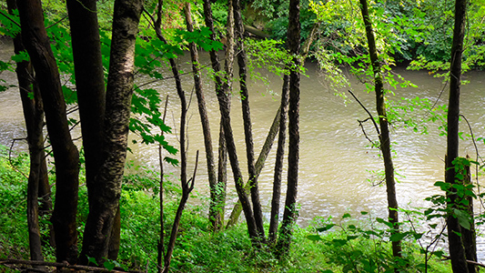 The muddy Lackawanna River as seen from the trail.