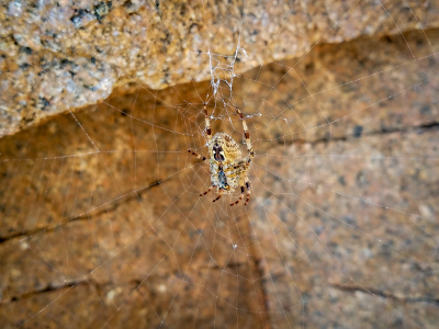 A new climbing partner for Dave?