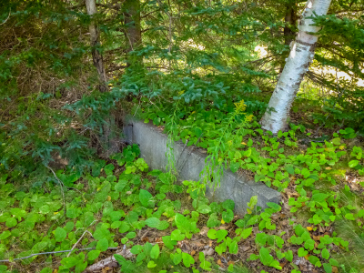 An old foundation, now becoming overgrown.