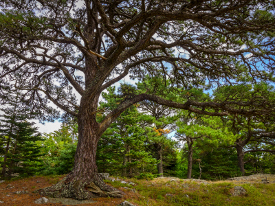 Majestic pine tree at the summit