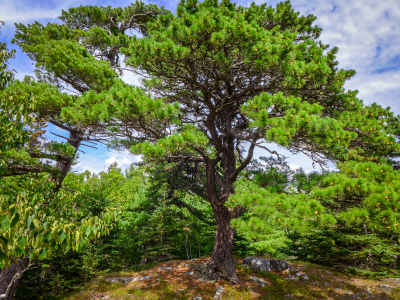 Rich really liked this tree and explored it from several angles.