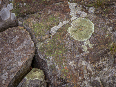 Life on the ledges