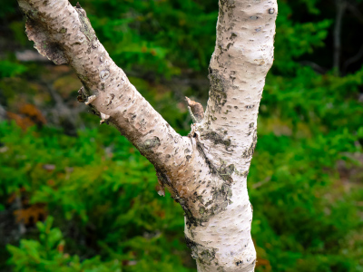 A forked birch tree