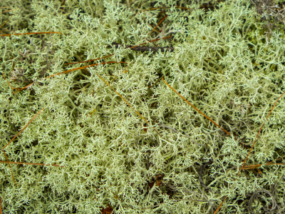 Reindeer moss