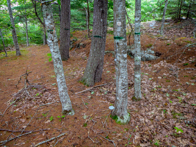 We stuck the rod and disk into the ground near one of the marked trees.