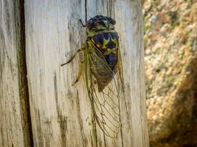 Dog Day Cicada on summit post