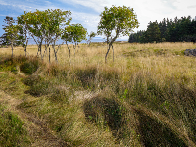 Windswept tall grass