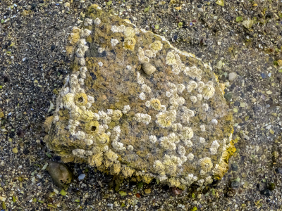 Barnacles on the beach