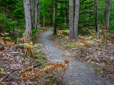 Kebo Brook Trail