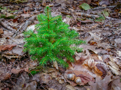 Adorable little tree!