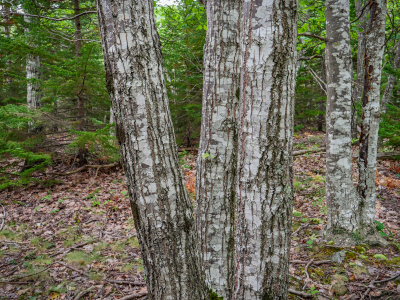 Along the Kebo Brook Trail