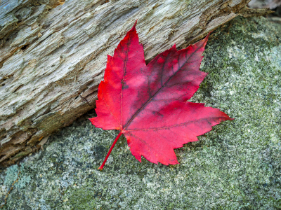 Brilliant red maple leaf