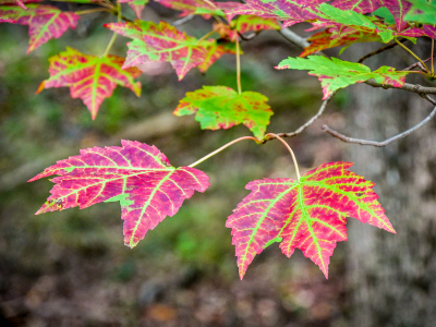 A colorful tree along the Great Meadow Loop