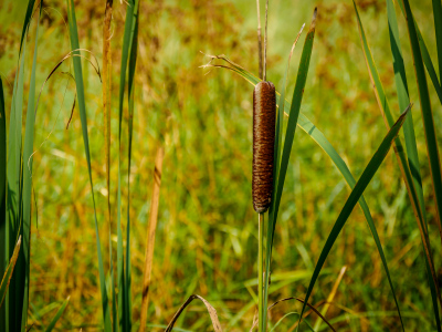 Cattails