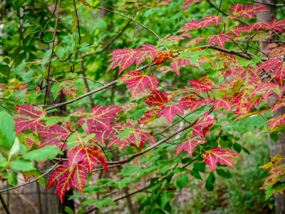 Some color in the woods