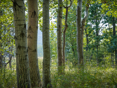 Birches near the park loop road