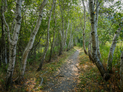 Birch tunnel on the Hemlock Road