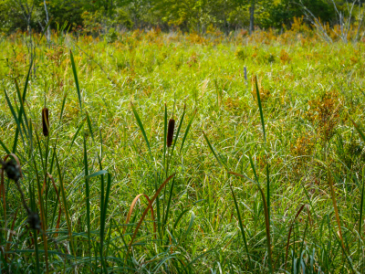 Cattails along the Hemlock Road