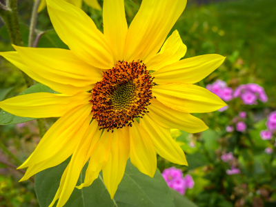 Small sunflower at 2 Cats